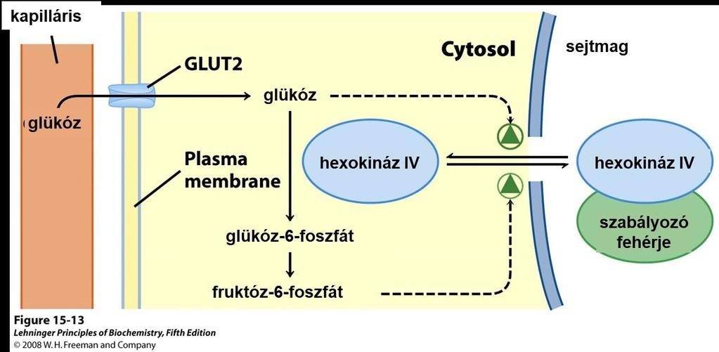 2. Kovalens módósítás: (pl. foszforiláció-defoszforiláció, acetiláció-dezacetiláció, metiláció-demetiláció, ubikvitinációdezubikvitináció, ADP-riboziláció stb.
