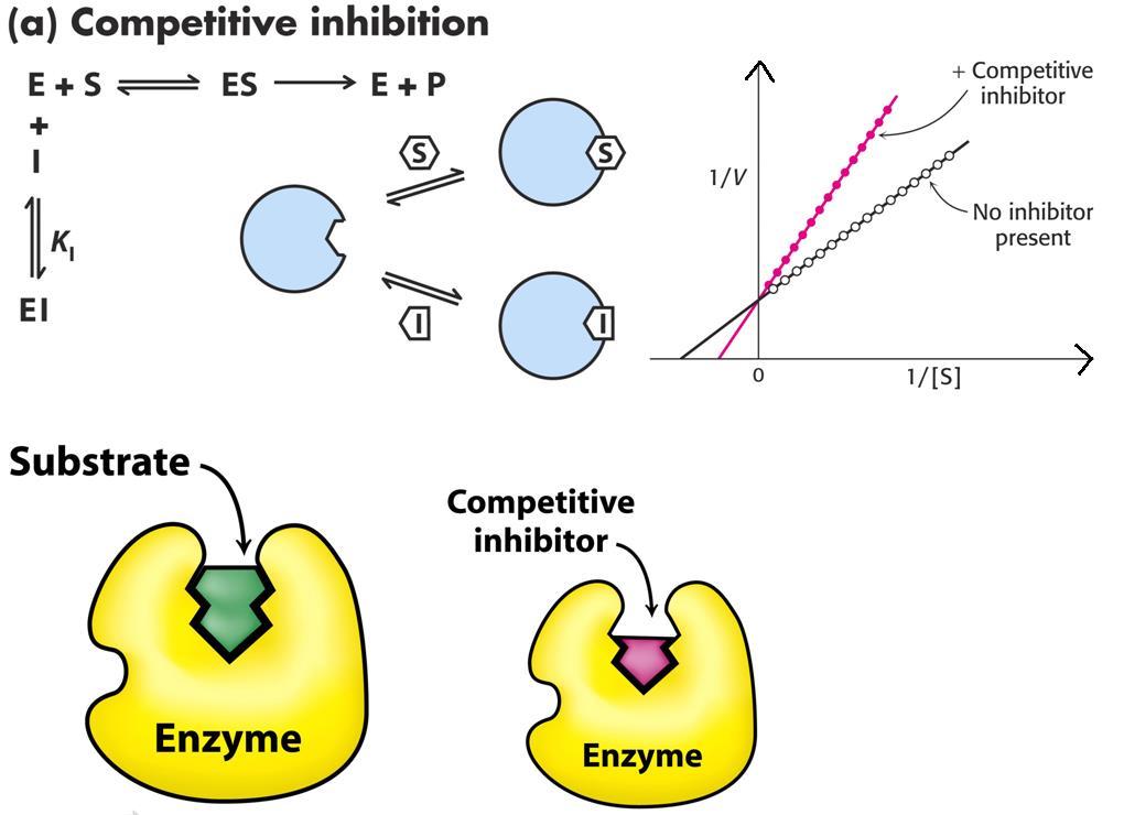 12. MICHAELIS-MENTEN KINETIÁVAL LEÍRHATÓ GÁTLÁSOK KOMPETITÍV GÁTLÁS KOMPETITÍV GÁTLÁS: A SZUBSZTRÁT VERSENG AZ INHIBITORRAL A SZUBSZTRÁT KÖTŐ HELYÉRT. AZ INHIBITOR HASONLÓ SZERKEZETŰ A SZUBSZRÁTTAL.