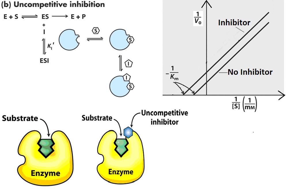 UNKOMPETITÍV GÁTLÁS UNKOMPETITÍV GÁTLÁS: AZ INHIBITOR CSAK AZ ENZIM-SZUBSZTRÁT KOMPLEXHEZ TUD KAPCSOLÓDNI.