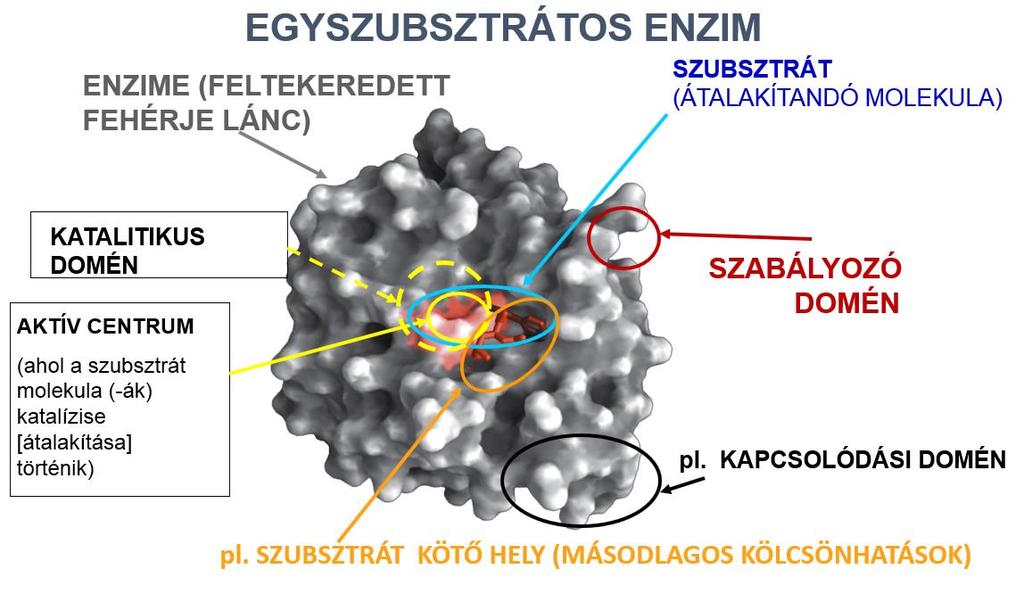 1. A KATALÍZIS Mennyi ideig tartana felírni a nevét egy levegőben függő papírra? Használj asztalt!