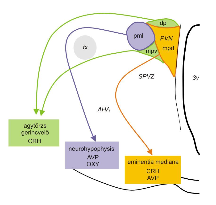 A medialis rész tartalmazza a parvocellularis neuronokat, amelyek részben neuroendokrin, részben autonóm mőködésőek.