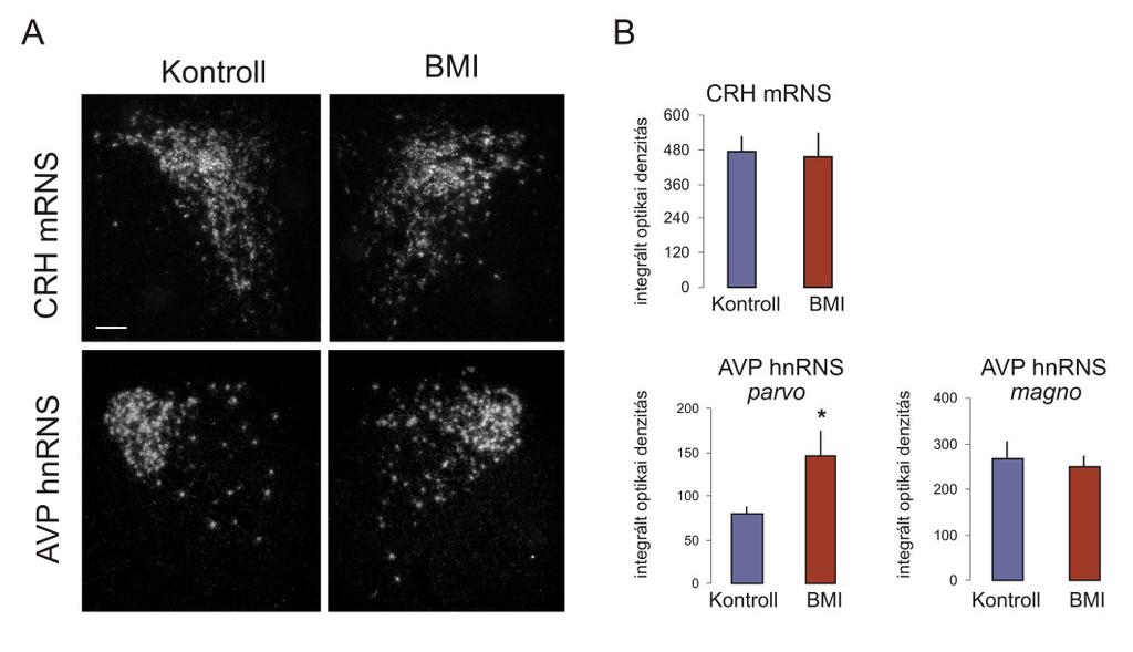 12. ábra A nucleus paraventricularis hypothalami CRH és AVP expressziója GABA A antagonista helyi mikroinjekciója után.