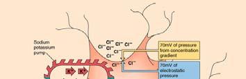 Na /K pumpa 70 mv koncentráció gradiens
