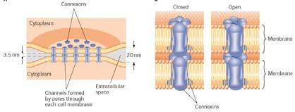 Intercelluláris tér 2-4 nm-es tér Hidrofil csatorna
