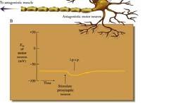 neuron Gátló szinapszis