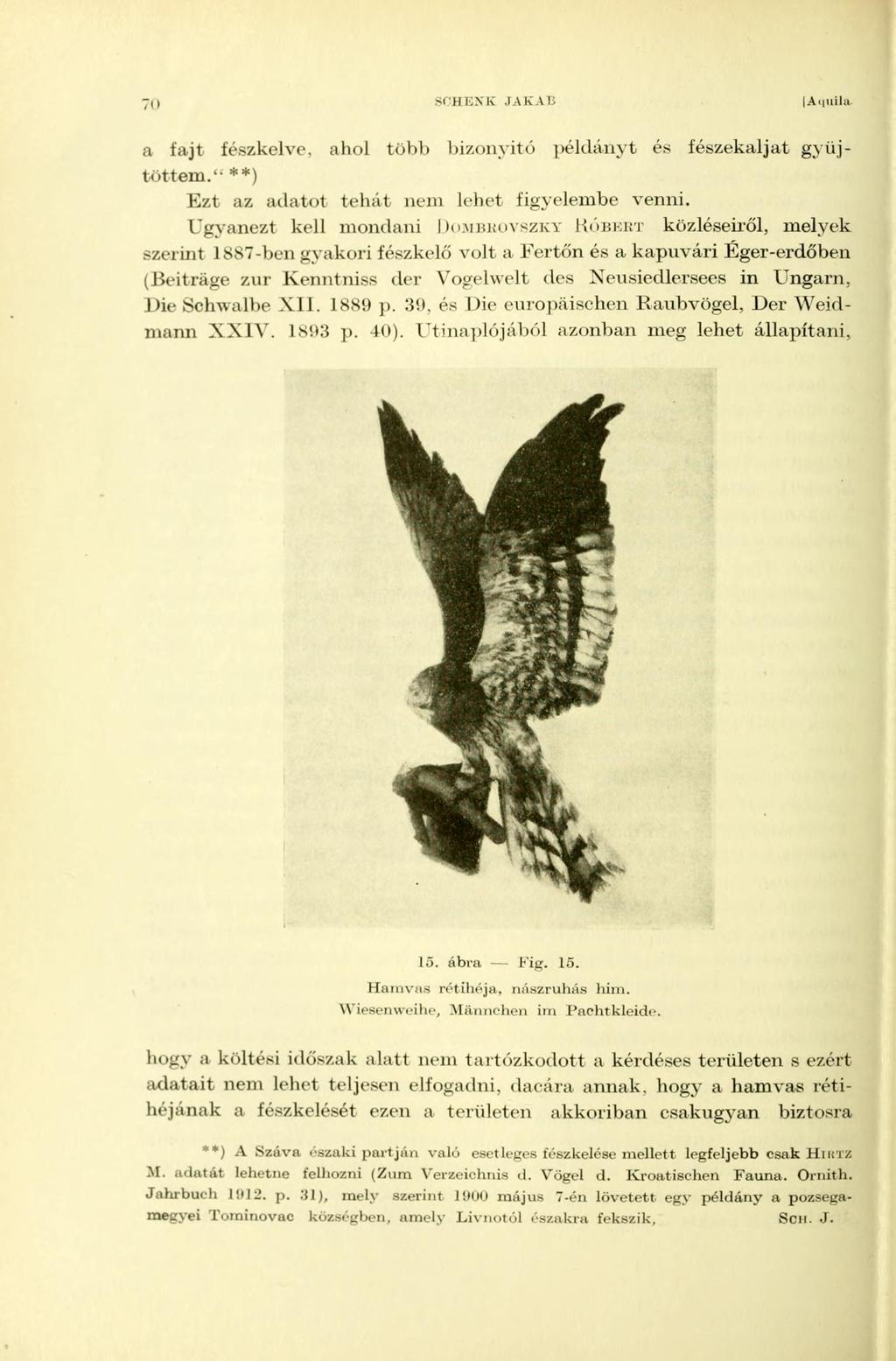 70 SCHENK.IAKAB [Aquila a fajt fészkelve, ahol több bizonyító példányt és fészekaljat gyűjtöttem.'- **) Ezt az adatot tehát nem lehet figyelembe venni.