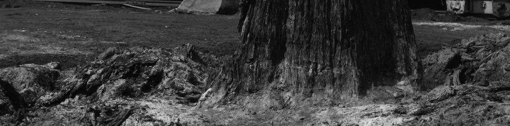 examined, when they were outcropped in the summer of 2007, near Bükkábrány. The remains were buried for 8 million years; the trunks of the marshland forest were standing on their aboriginal locality.