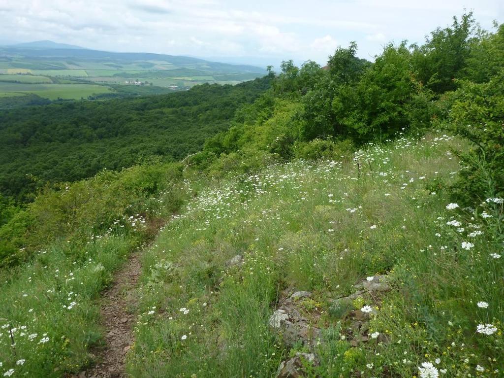 4) kép: Edafikus