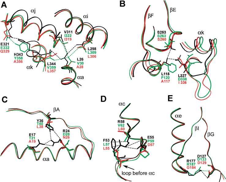 10. ábra: Különbözı hıstabilitású IPMDH-k térszerkezetében található jellemzı különbségek. A Thermus thermophilus (fekete), E. coli (zöld) és Vibrio sp.