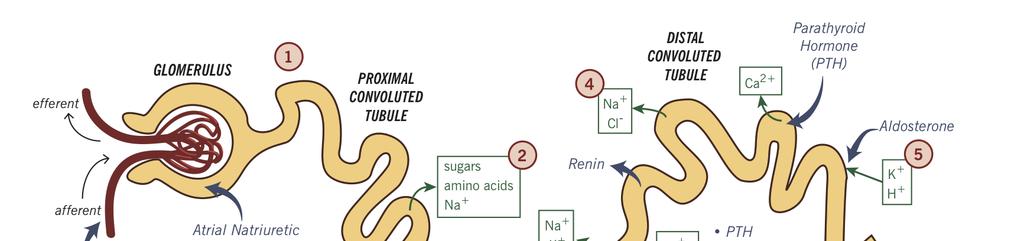 Na + -reabsorpciót befolyásoló hormonok Ang II: Na + -visszatartás Na + /K + (prox. tub.