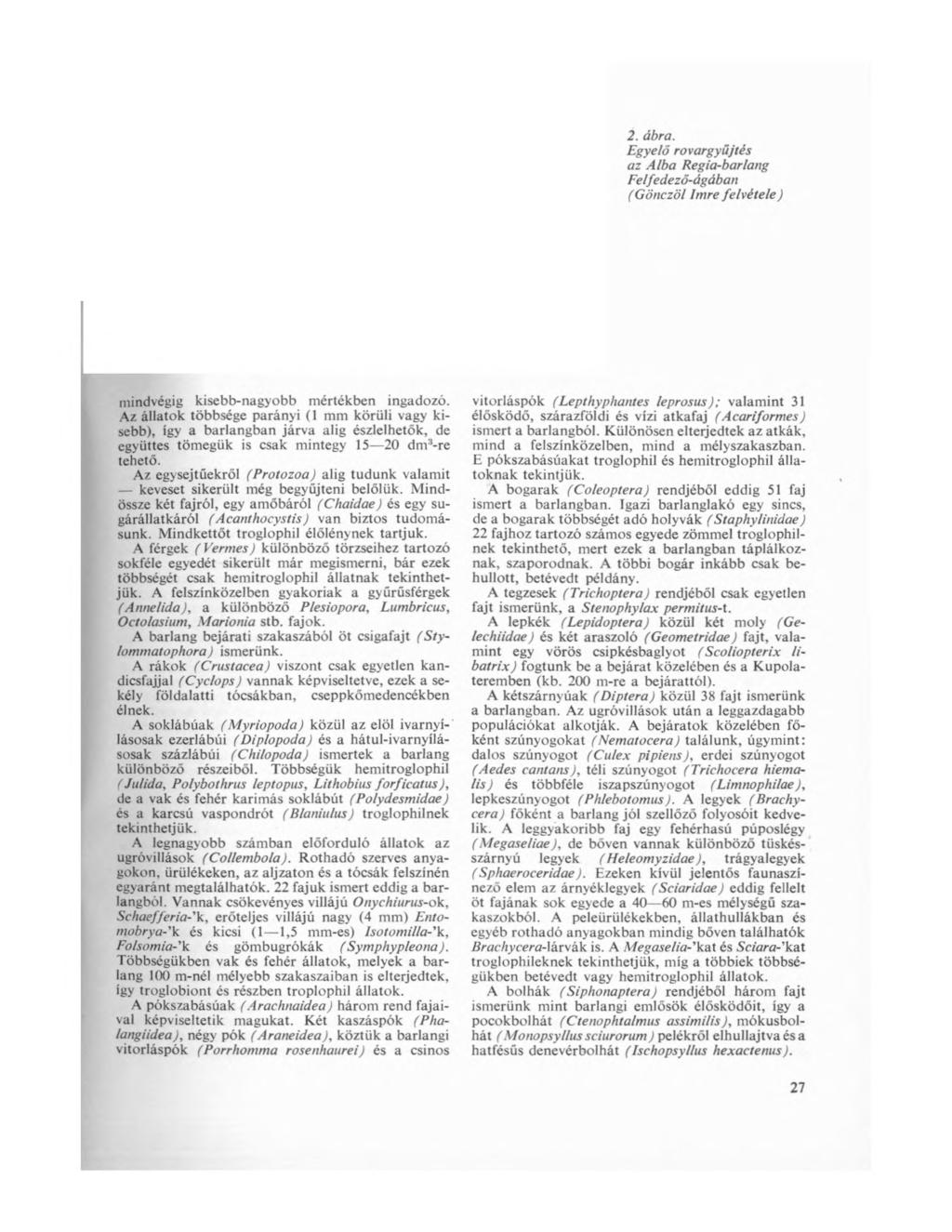 2. ábra. Egyelő rovargyűjtés az Álba Regia-barlang Felfedező-ágában (Gönczöl Imre felvétele) mindvégig kisebb-nagyobb mértékben ingadozó.