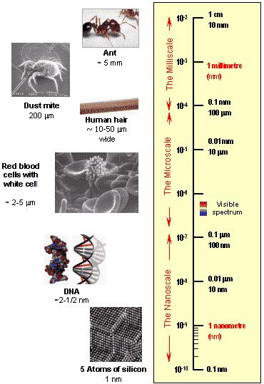 ) Homogén Izotróp Biased random walk Információ feldolgozó rendszer Skálázódás a biológiában Biomolekuláris