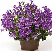 közepesen fényigényes 1 119Ft ORCHIDEA ÜVEGBEN** Növény magassága üveggel együtt: 12,5 cm 799Ft 2 Akciós