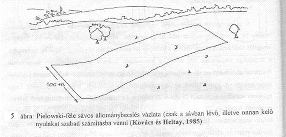 Sávos becslés Vonalbecslés: éjszakai reflektoros állománybecslés 1-2 terepjáró max. 15-20 km/h sebesség 3-4 ember/terepjáró gk.