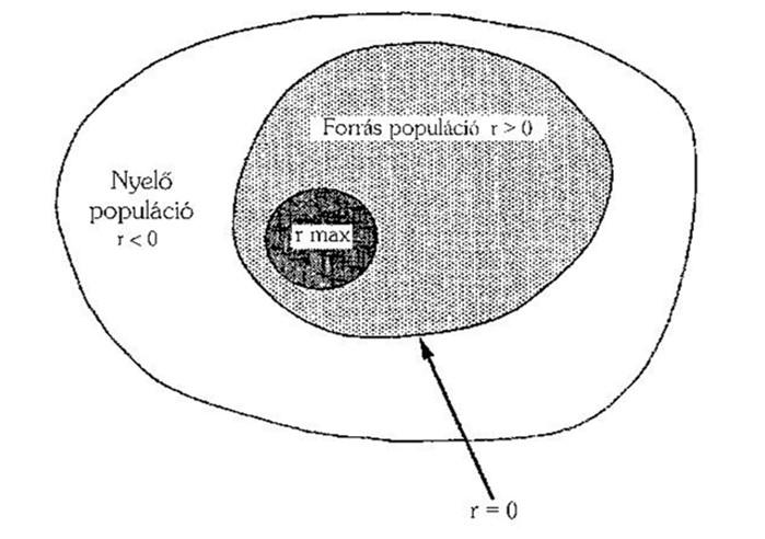 Forrás és nyelő populációk kapcsolata (Lawton, 1993) a forrás dém r értéke a magterületén maximális, másutt r>0