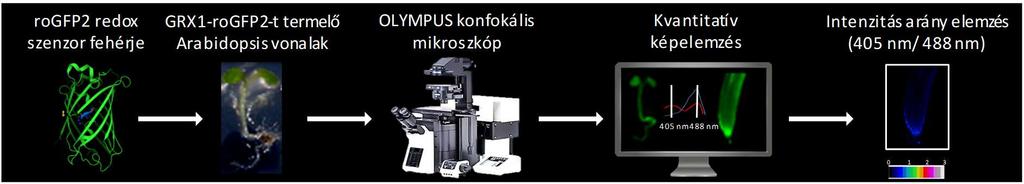 4.9. Glutation függő redox potenciál meghatározása A glutation függő redox potenciált két módszerrel határoztuk meg méréseink során.