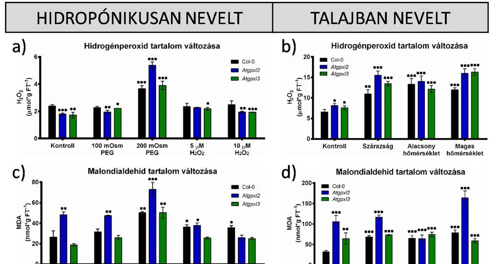 25. ábra Hidropónikusan, illetve talajban nevelt vad típusú Arabidopsis thaliana (Col-0) és Atgpxl2, Atgpxl3