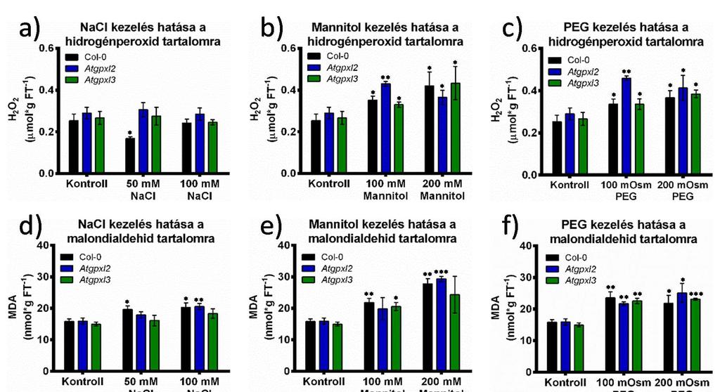 32. ábra Két hetes Arabidopsis Col-0 (vad típus) és Atgpxl2, Atgpxl3 csíranövényeken mért fiziológiai