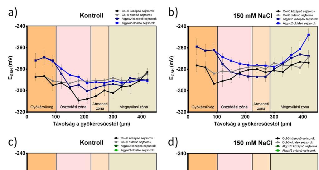A GPXL enzimek redox állapot szabályozásában való lehetséges szerepének vizsgálatához, Atgpxl2 és Atgpxl3 mutánsokban kifejeztettük a redox szenzor rogfp2 fehérjét, majd ezt a Col-0 hátterű alap