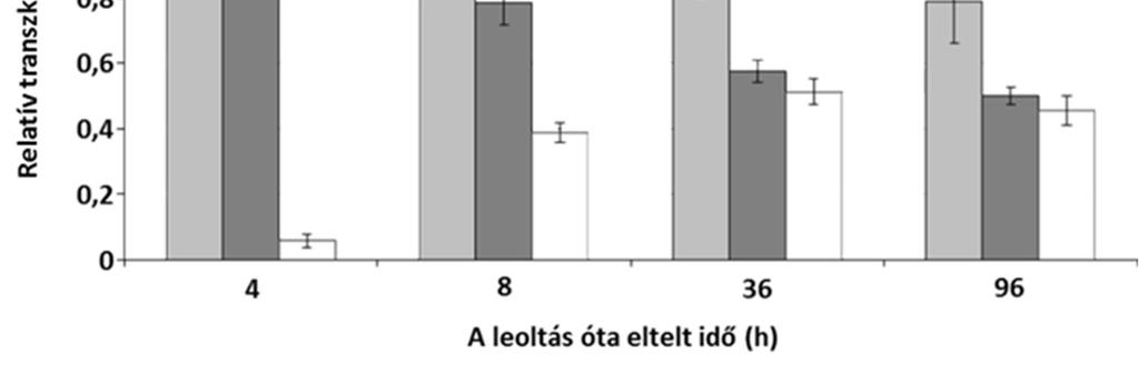 Azt is megállapítottuk, hogy a fényimpulzus ugyanolyan hatással van a carg transzkriptumok felhalmozódására, mint az említett karotinoidspecifikus génekére, azaz a carg, a carb és a carrp gének