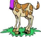 I saw a strange giraffe.it wore a nice scarf around its neck.