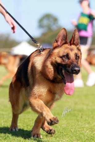 5 Edenblut Dieterzeichen 6 *Ch Durnstein Captain Kirk CCD HIC AZ Points Dog's Name Obedience Bitch: 33 Druann Dascha UD 32 Koonski Just A Dash UD AZ 28 Koonski Dash Of Pepper CDX 13