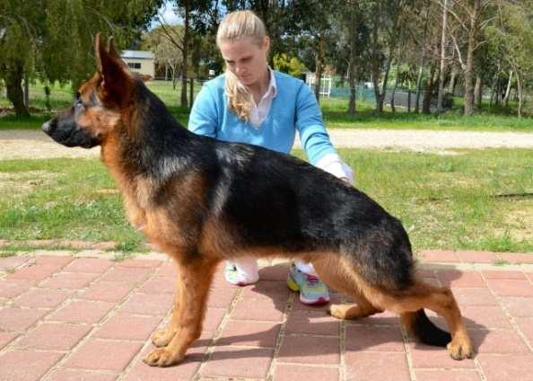 PUPPY DOG Hauberk