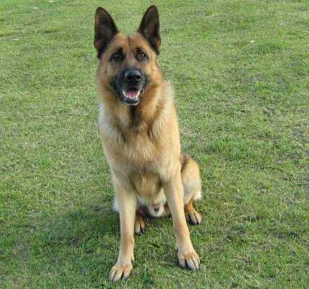 DOG T Ch Rhakhani