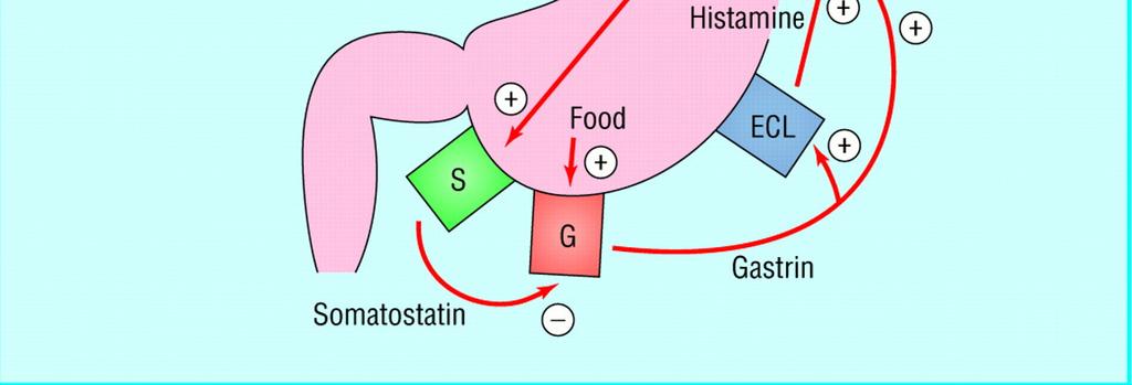 gasztrin - HCl Gastrin, HCl, somatostatin;