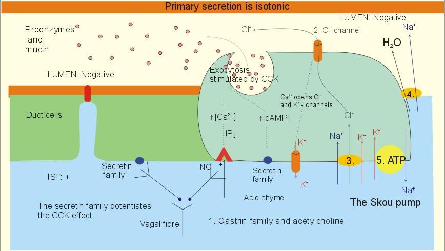 Pancreas acinus sejtek szekréciós mechanizmusai