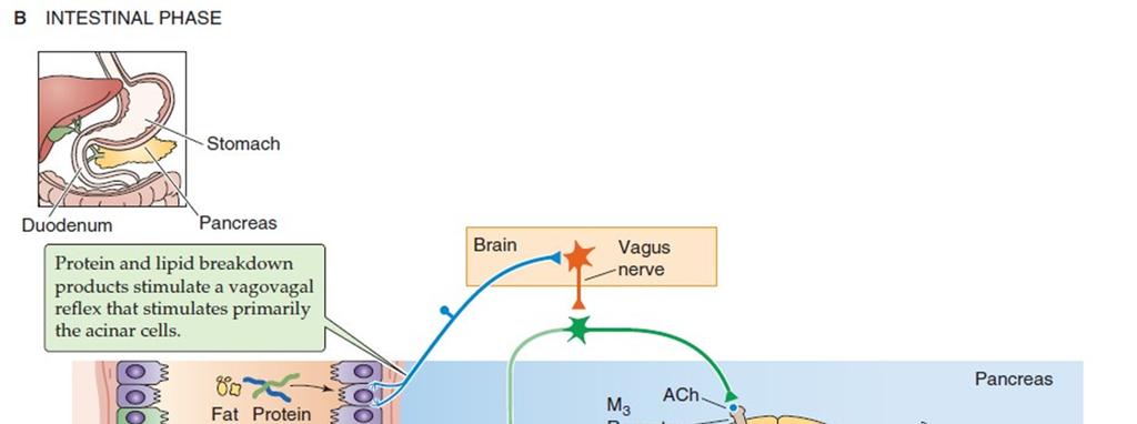 3. Intestinális fázis 60% Protein és lipid metabolitok vagovagális reflex Nervus vagus X.