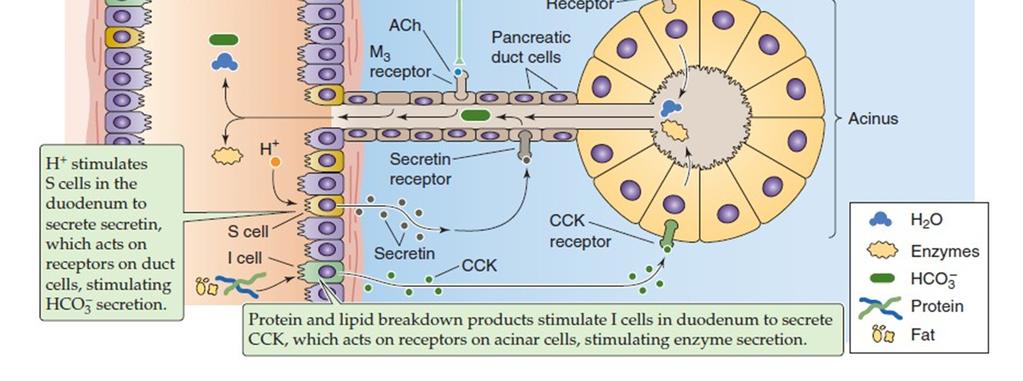 Pancreasznedv szekréció szabályozása Nervusvagus ACh M 3 ; VIP - vazodilatáció CCK CCK1 Indirekt vagovagális