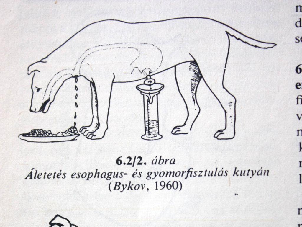 gyomorfisztula,