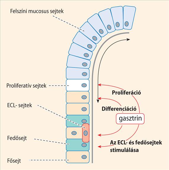 szabályozása Gyomorszekréció fázisai Gyomor mucosa védelmét biztosító folyamatok Gyomor ph meghatározása