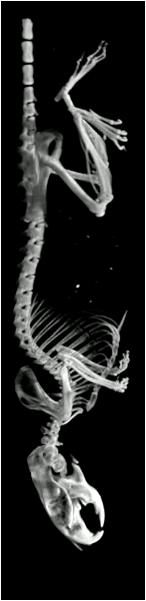 Valósidejű CT rekonstrukció a Mediso NanoPET/CT R -ben 7 2. ábra. A rekonstrukció sebessége a vizsgált architektúrákon 3. ábra. Egérről készült teljestest felvétel, voxel méret: 100 µm 5.