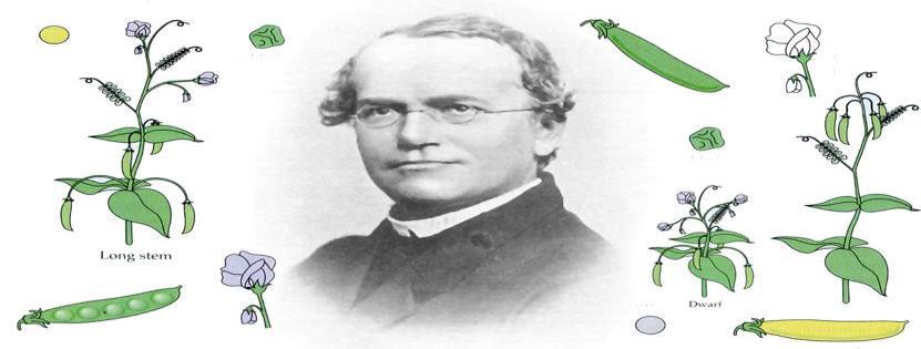 Ösztönzés/támogatás fontos Nemesítés/gének Gregor Mendel