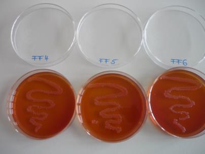Ennek oka esetleg az lehetett, hogy a Petri-csészében, a táptalaj felszínén nem tudtuk elérni a bakteriosztatikus/ baktericid koncentrációt, ugyanakkor a pálinka cukortartalma fokozta a baktériumok