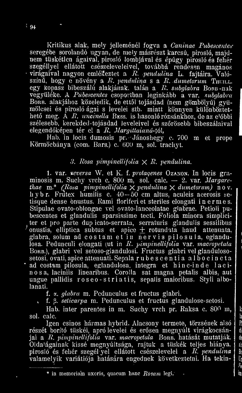 szegéllyel ellátott csészeleveleivel, továbbá rendesen magános virágaival nagyon emlékeztet a P. pendulina L. fajtáira. Valószín, hogy e növény a P. pendulina s a R. dumetorum Thuill.