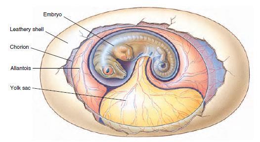 melyek az embrionális fejlődés során megjelennek,