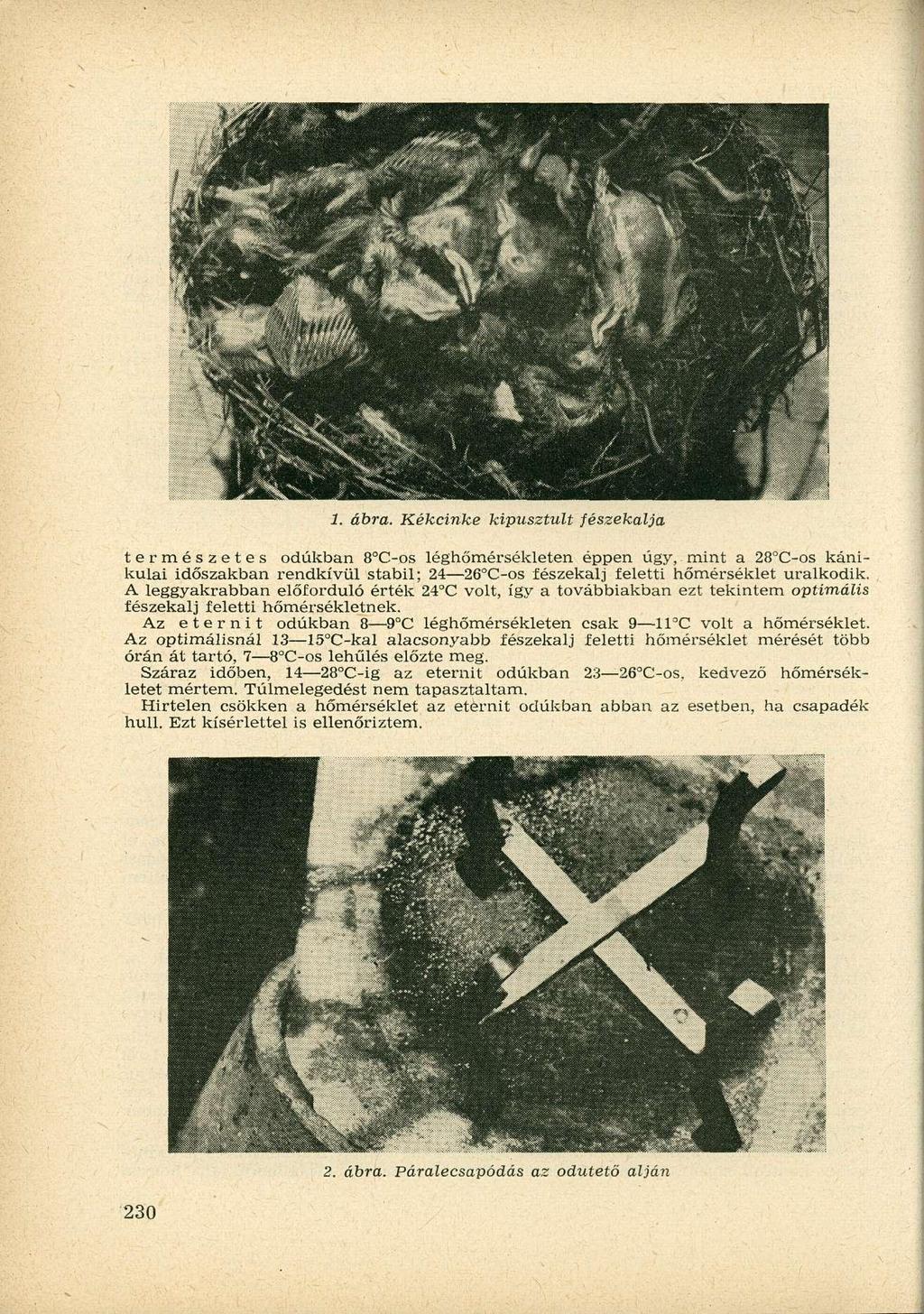 1. ábra. Kékcinke kipusztult fészekalja természetes odúkban 8 C-os léghőmérsékleten éppen úgy, mint a 28 C-os kánikulai időszakban rendkívül stabil; 24 2 C-os fészekalj feletti hőmérséklet uralkodik.