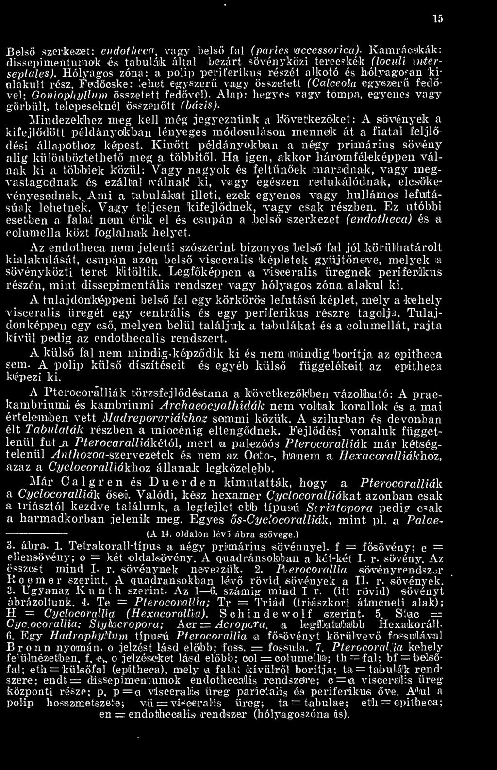 Kintt példányokban a négy priimárius sövény alig különböztethet meg a többitl.