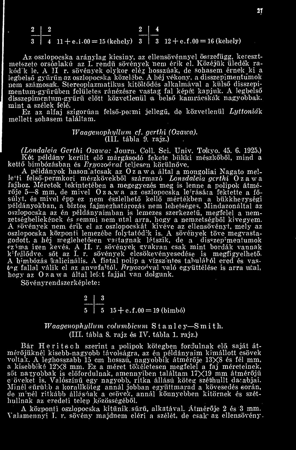 Stereoplazmatikus kitöltdés alkalmával a küls disszepimentnm-gyrben felületes ránézésre vastag fal képéit kapjuk.