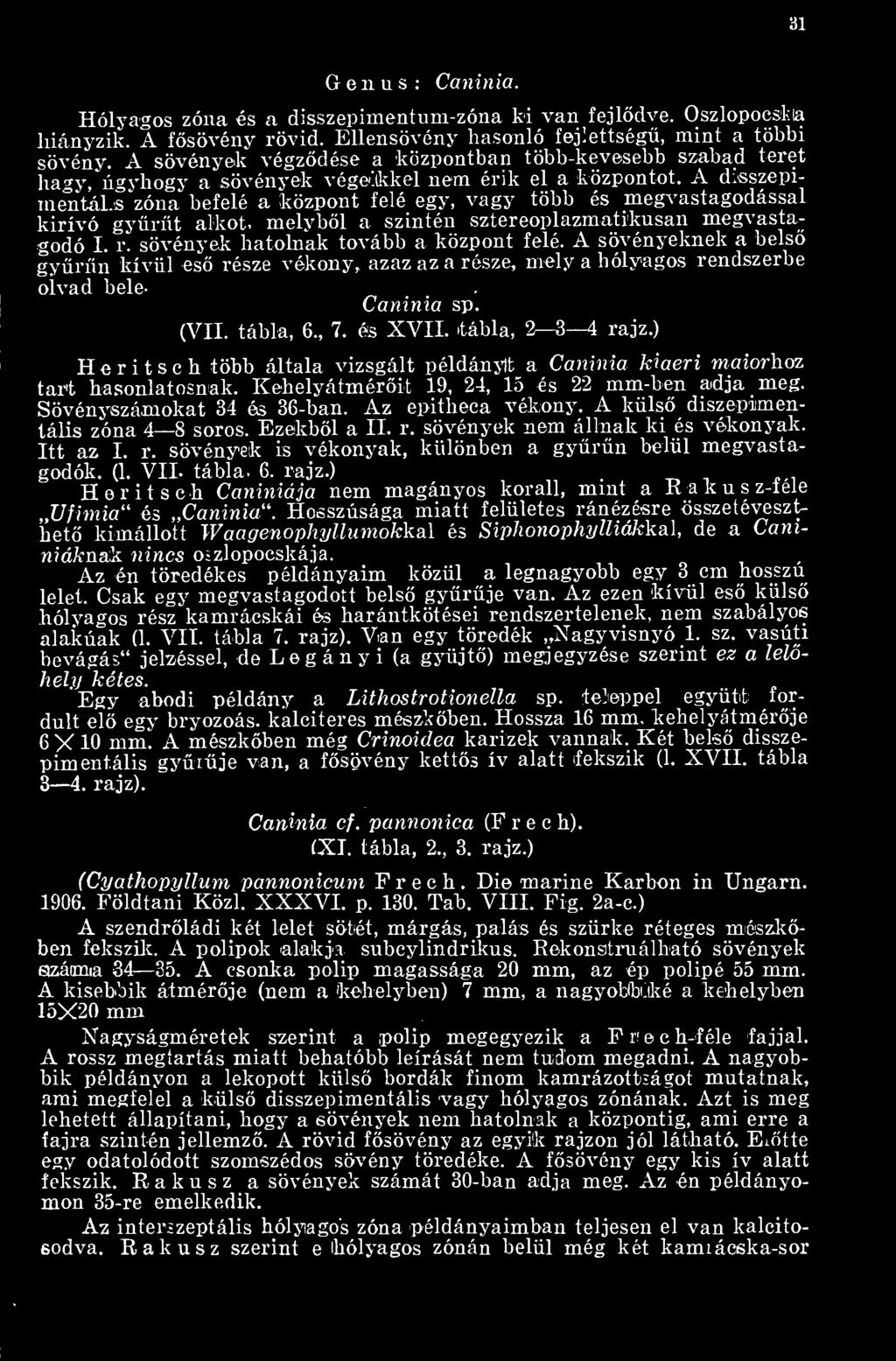 A drsszepimentáls zóna befelé a központ felé egy, vagy több és megvastagodással kirívó gyrt alkot- melybl a szintén sztereoplazmatikusan megvastagodó I. r. sövények hatolnak tovább a központ felé.