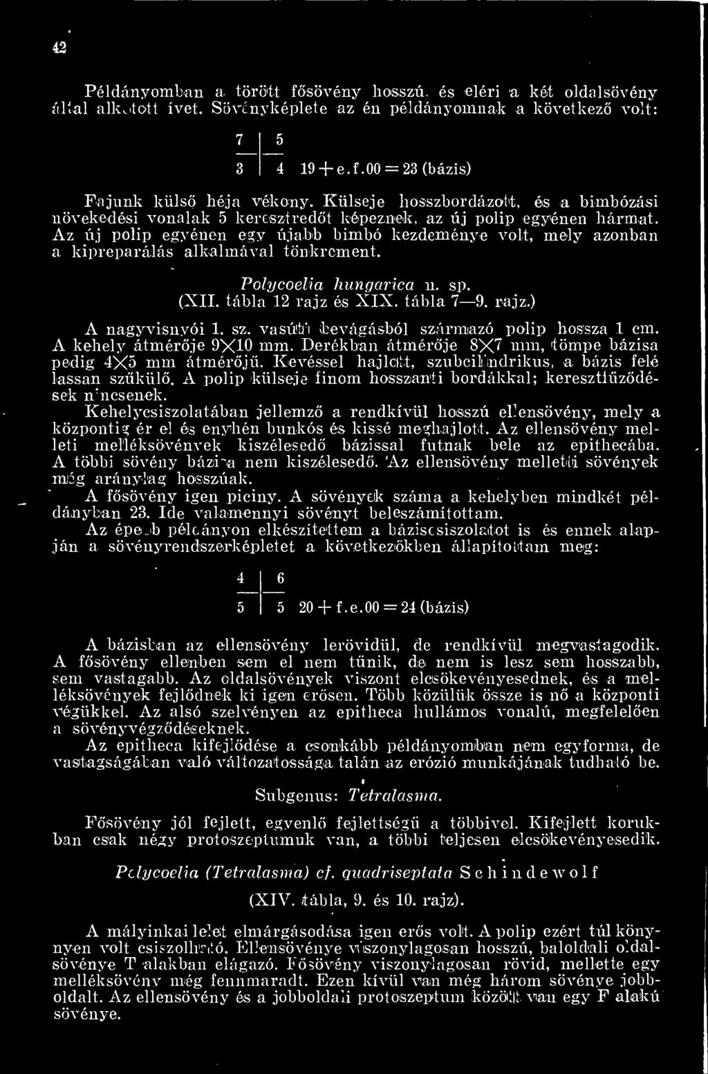 Az új polip egyénen egy újabb bimbó kezdeménye volt, mely azonban a kipreparálás alkalmával tönkrement. Polycoelia hungcirica n. sp. (XII. tábla 12 rajz és XIX. tábla 7 9. rajz.) A nagyvisnyói 1. sz.
