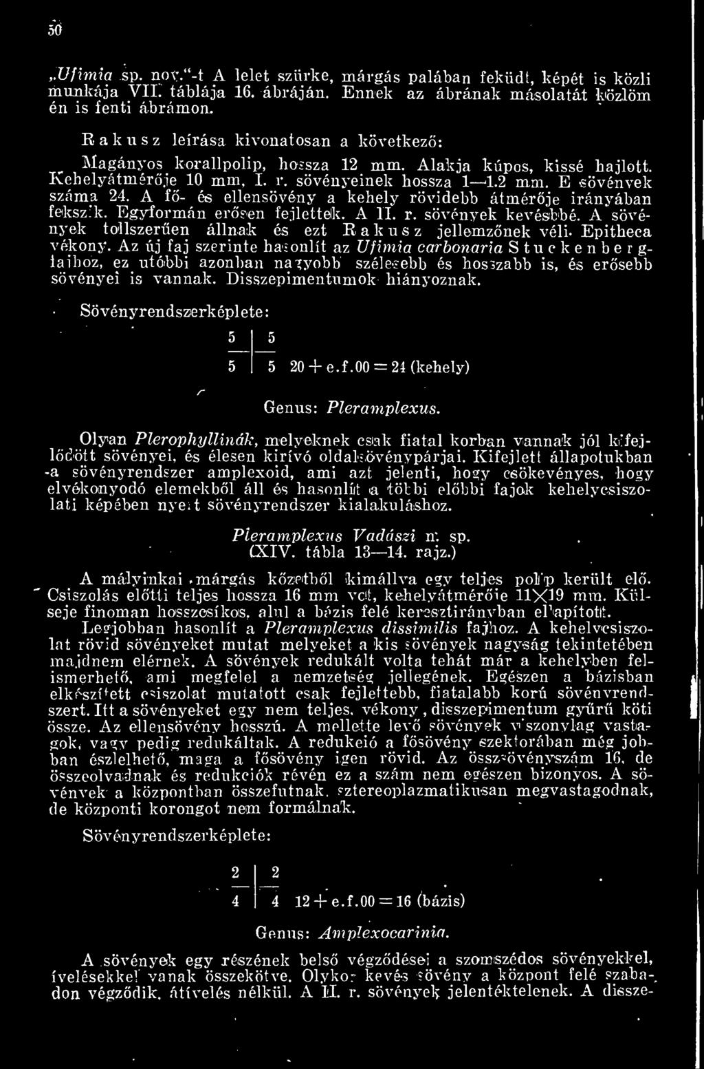 Sövényrendszerképlete: 5 20 -f e. f. 00 = 24 (kehely) Genus: Pleramplexus. Olyan Plerophyllinák, melyeknek csiak fiatal korban vannak jól kifejldött sövényei, és élesen kirívó oldalsövénypárjai.