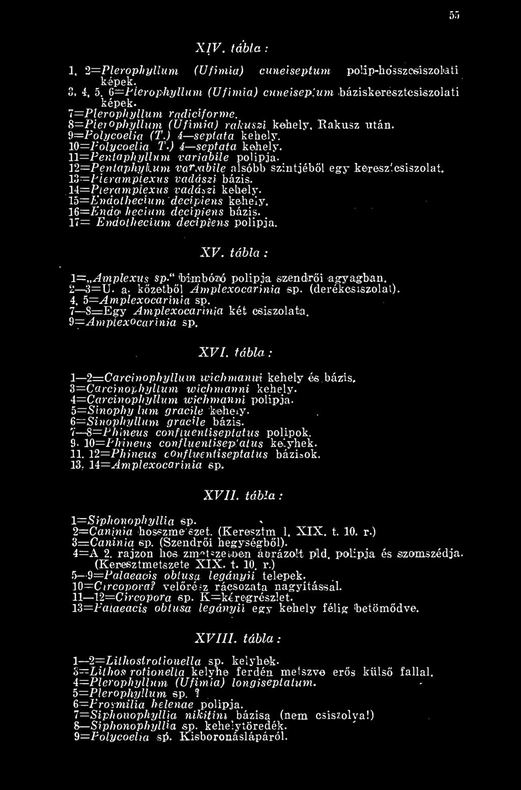csiszolat. 13 Pierampiexus vadászi bázis. 14=Pieramplexus vadászi kehely. 15=Endothedum decipiens kehely. 16=Endo» hecium decipiens bázis. 17= Endothecium decipiens polipja. 7=Plerophyllum képek. XV.