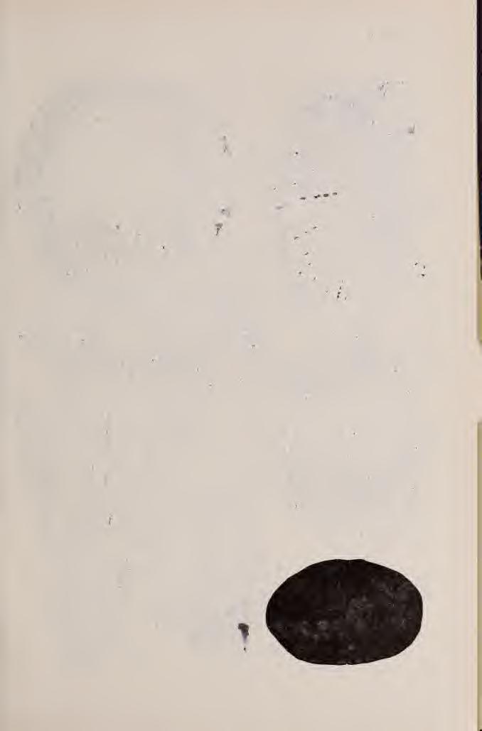 V. TÁBLA