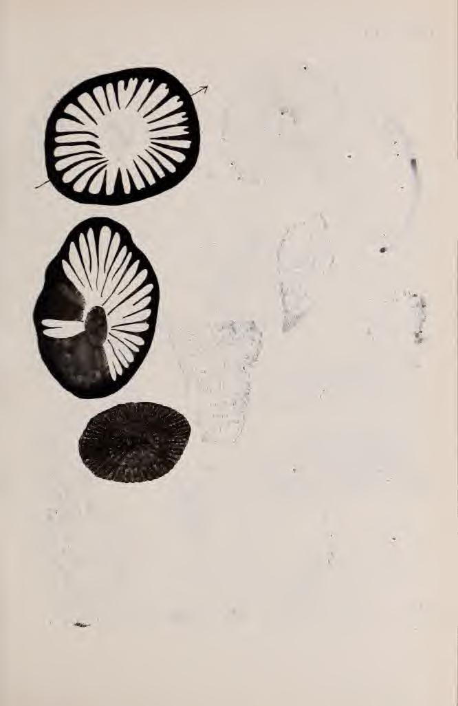 XVI.