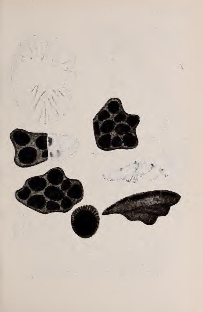 XVII.