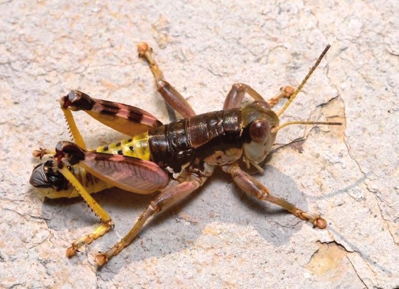 Orthoptera research in Albania 313 8. ábra. Hím Peripodisma llofizi Lemonnier-Darcemont & Darcemont, 2015 a Trebeshina hegyi legelőiről Fig. 8. Male Peripodisma llofizi Lemonnier-Darcemont & Darcemont, 2015 from mountain pastures of Mt.
